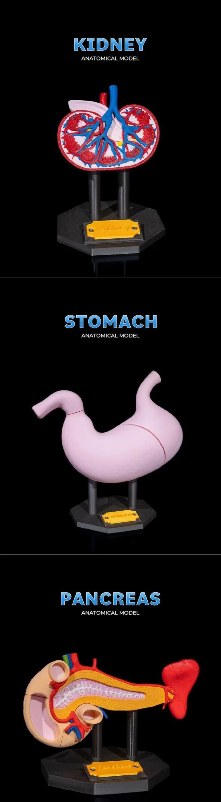 Pancreas Anatomical Model and Stomach Anatomical Model and Kidney Anatomical Model