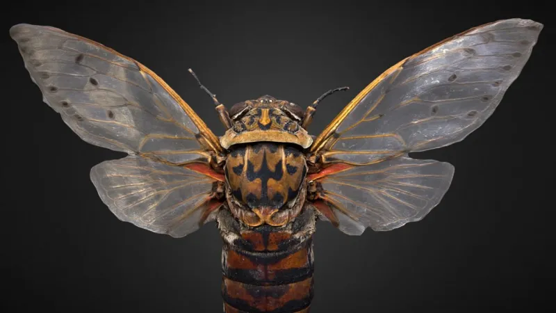Cicada pomponia