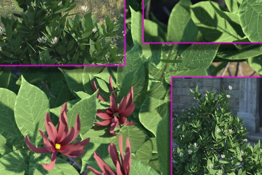 Calycanthus – the spice bush – flowering shrubs