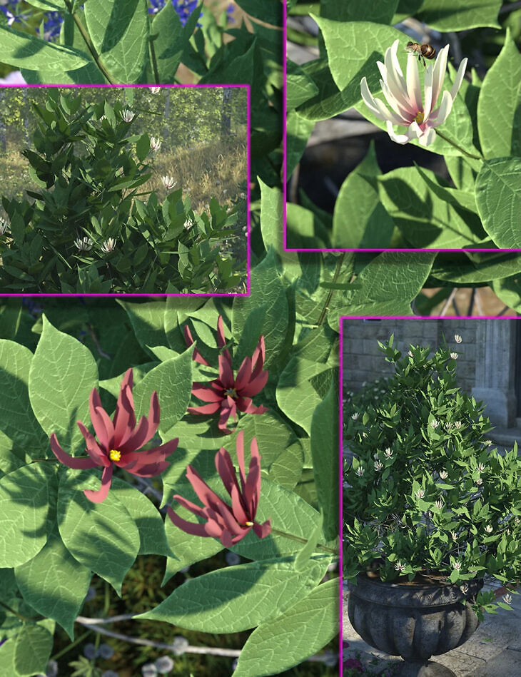 Calycanthus – the spice bush – flowering shrubs