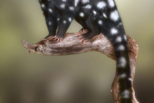 Quoll by am