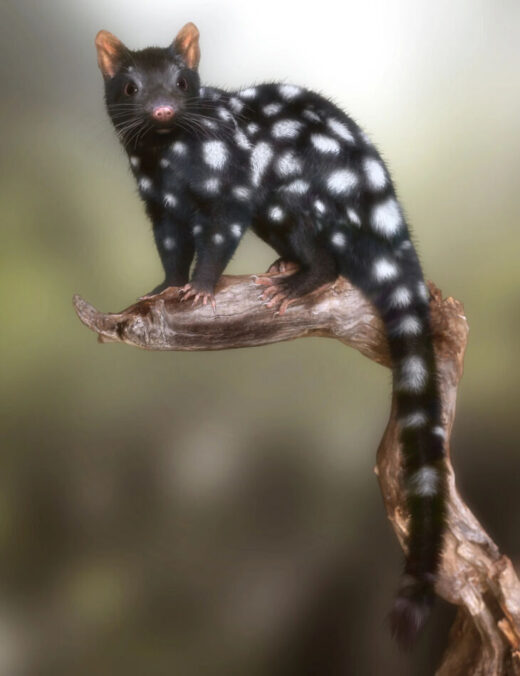 Quoll by am