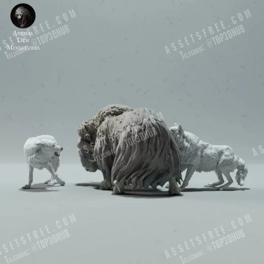 Arctic Wolves Hunting Muskox Supported