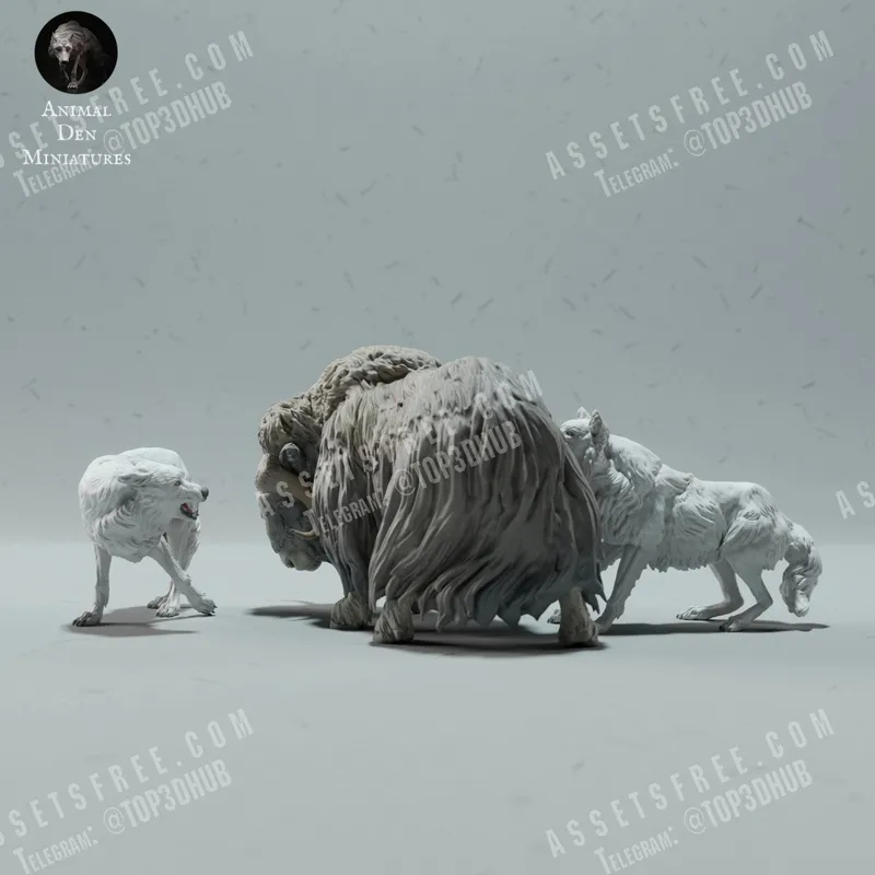 Arctic Wolves Hunting Muskox Supported