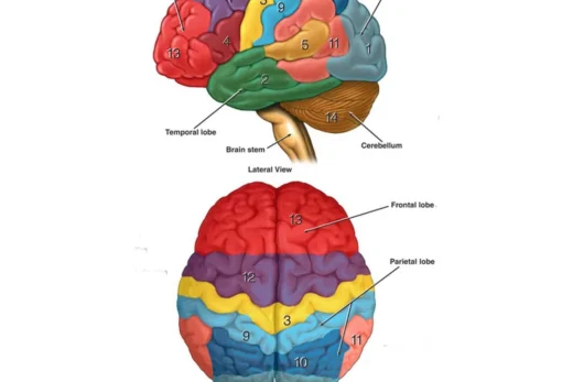 Brain Diagram