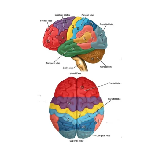 Brain Diagram