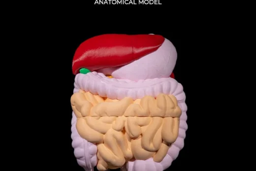 Digestive System Anatomical Model