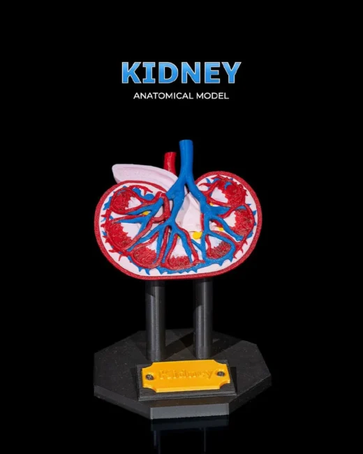 Kidney Anatomical Model