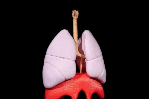Lung Anatomical Model