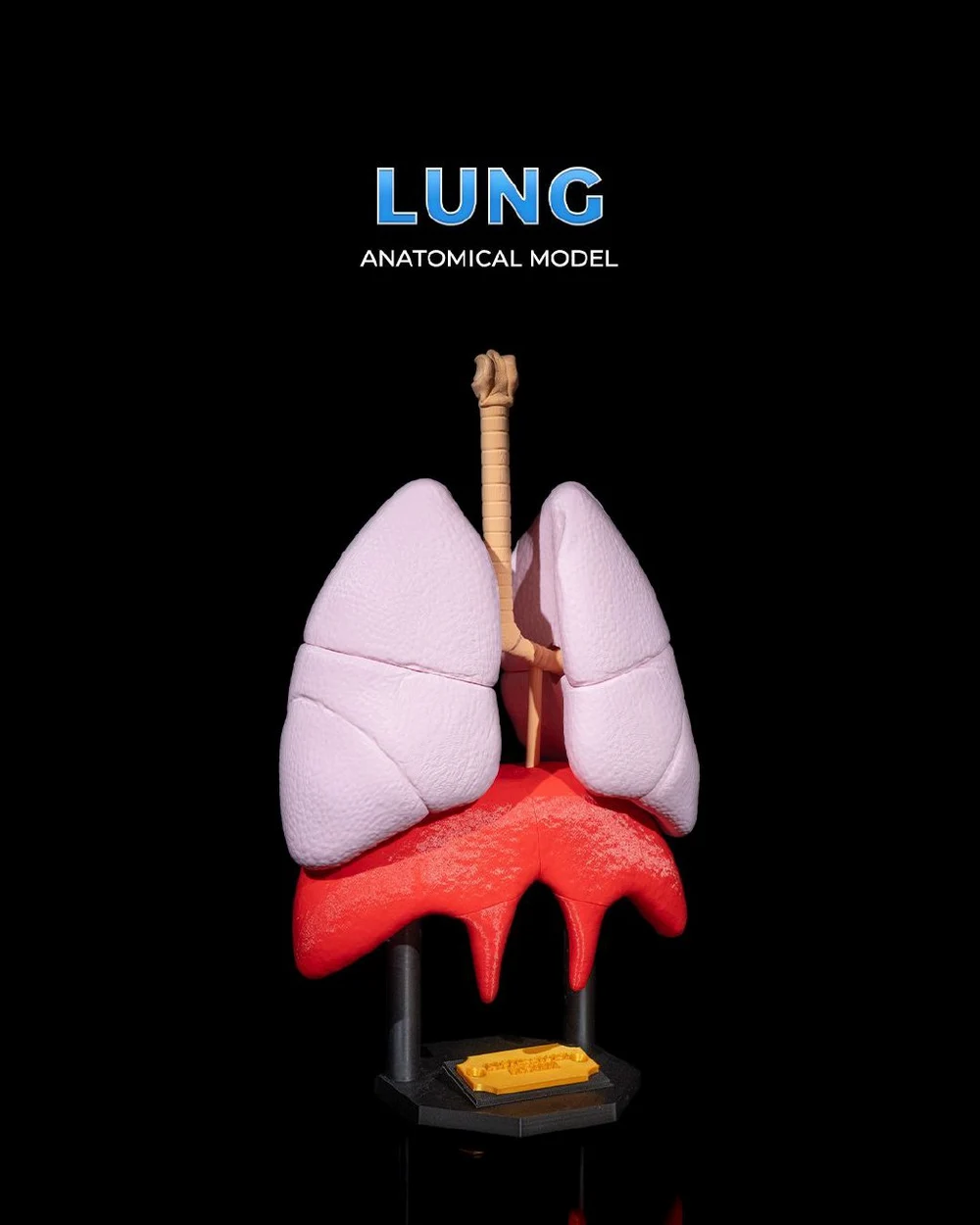 Lung Anatomical Model