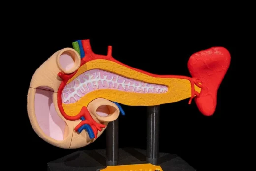 Pancreas Anatomical Model