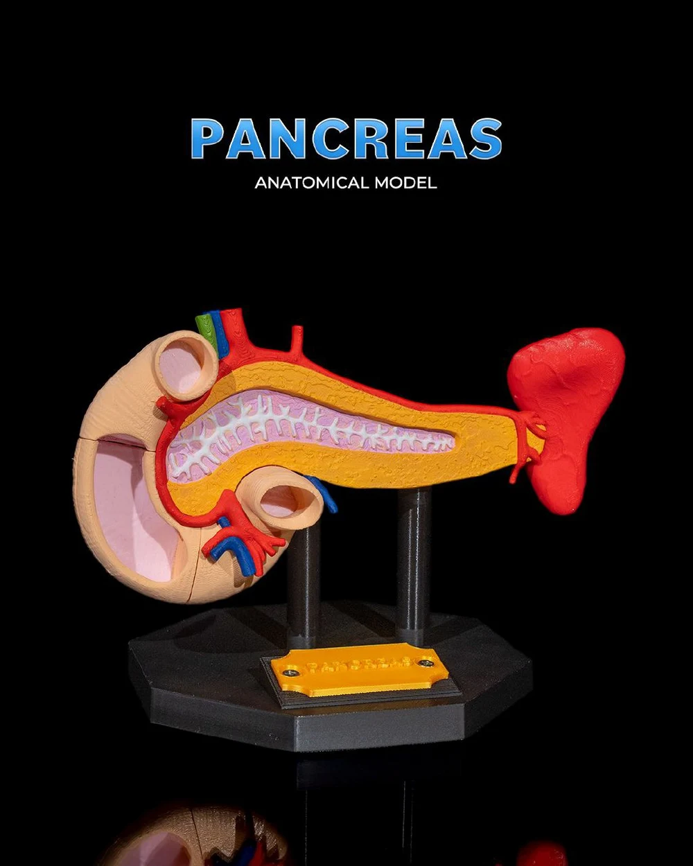 Pancreas Anatomical Model